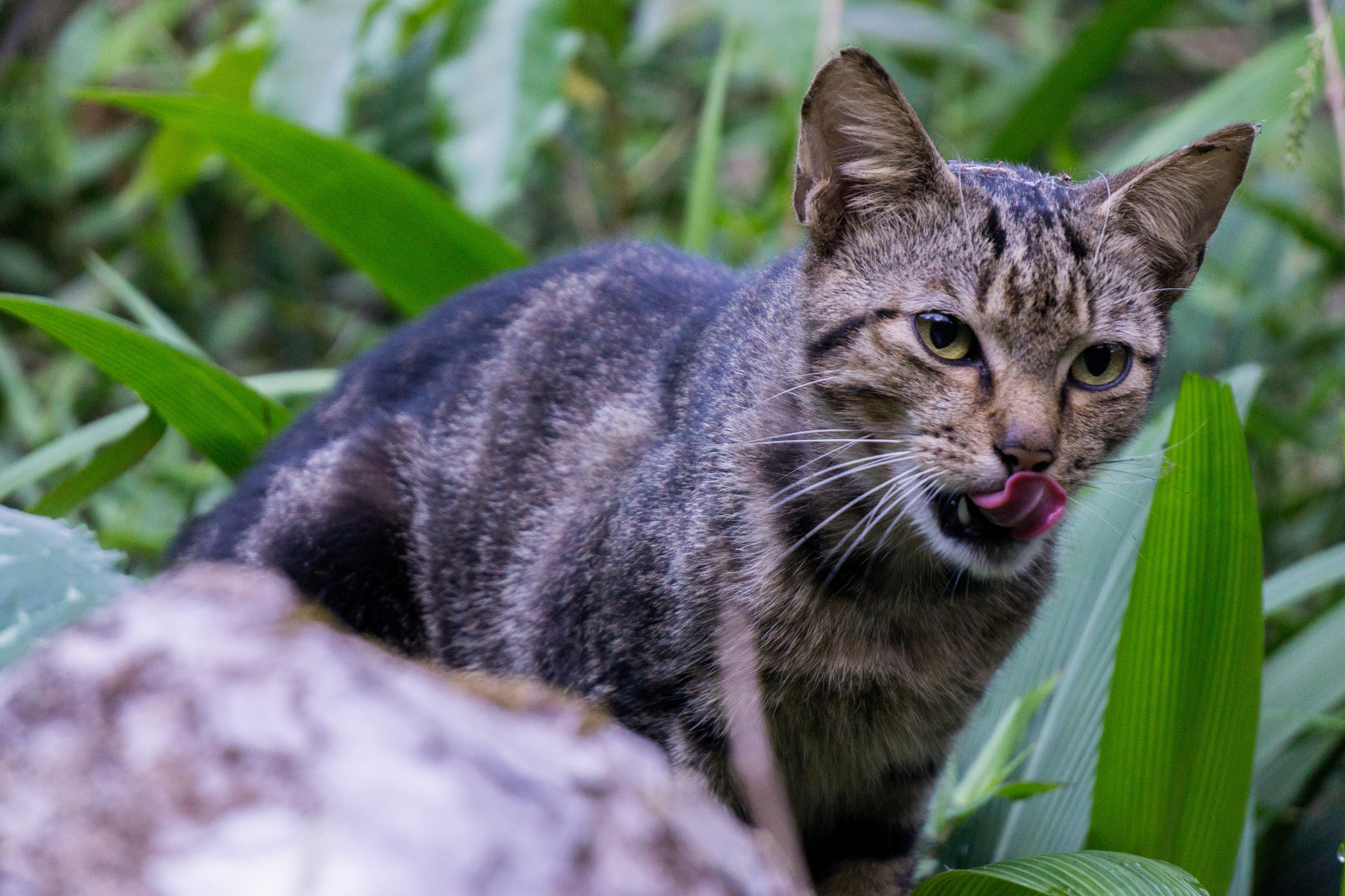 feral cat