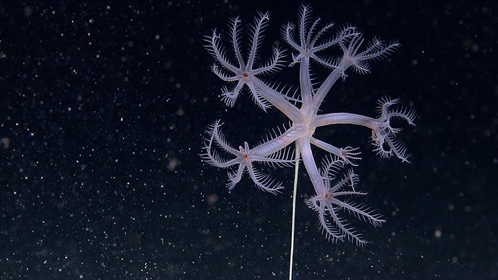 stalked octocoral