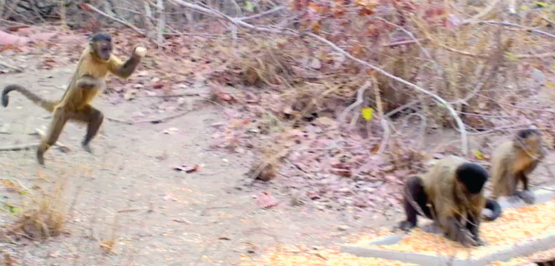 Video: Female Monkeys Throw Stones To Attract Males