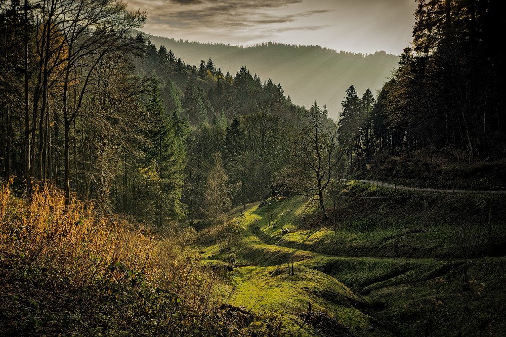 Trees scrub carbon pollution from the air and store it in their leaves and branches.