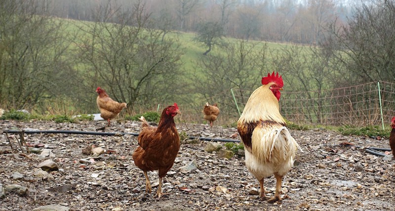 Backyard coop chickens