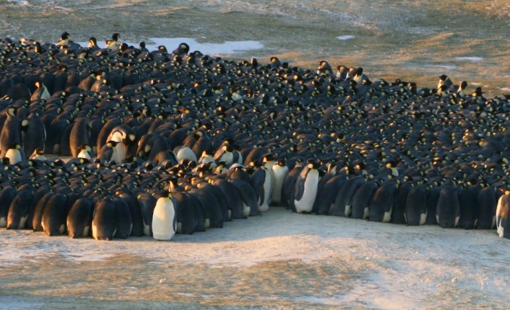 Video: The Physics Of Emperor Penguin Huddles