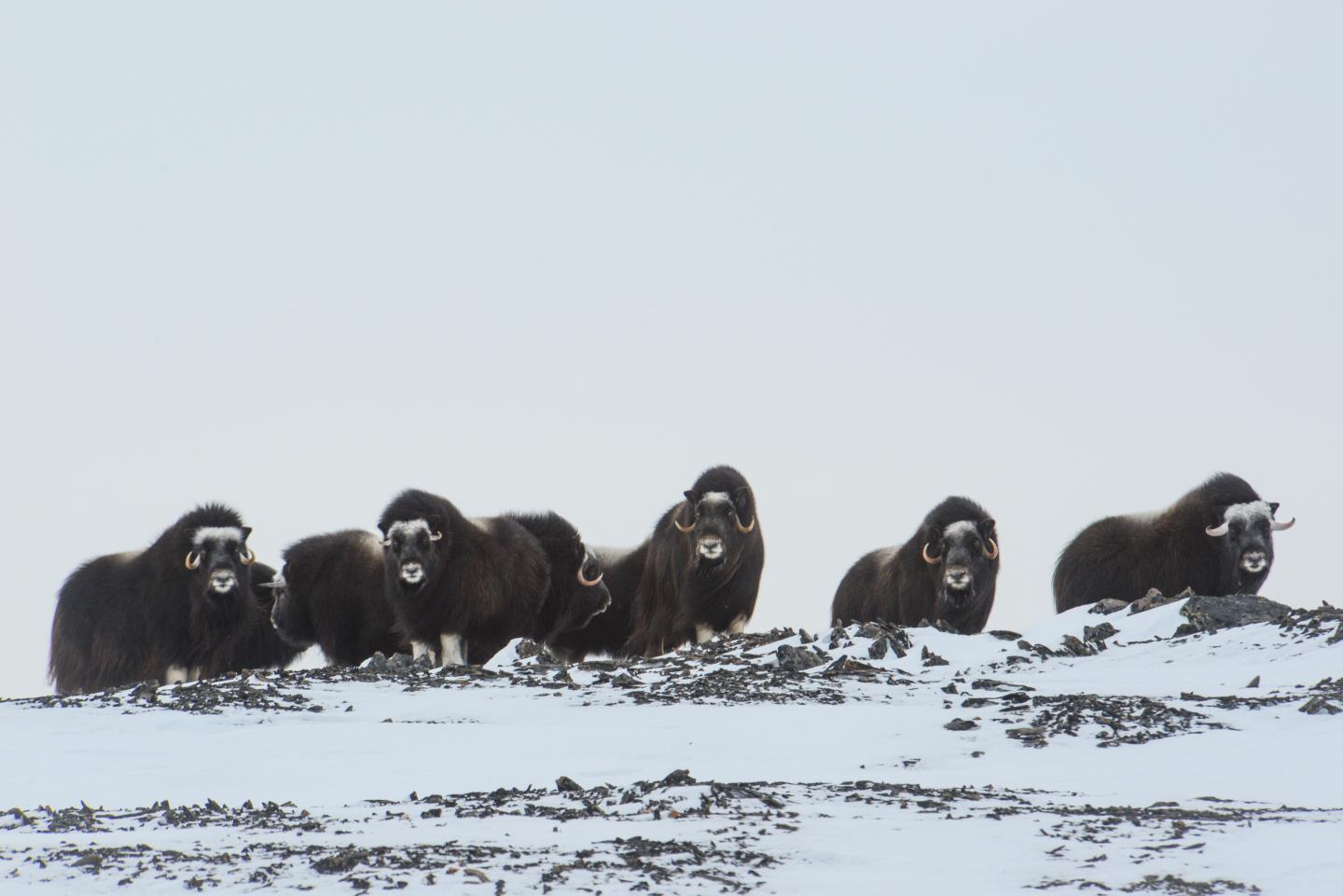 muskoxen