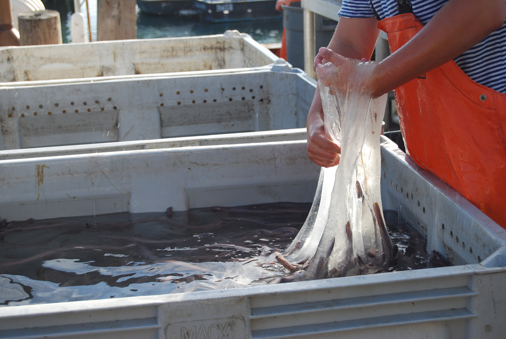 hagfish slime in a tub