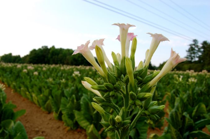 Scientists tweak plant genes to enhance photosynthesis and increase crop yields