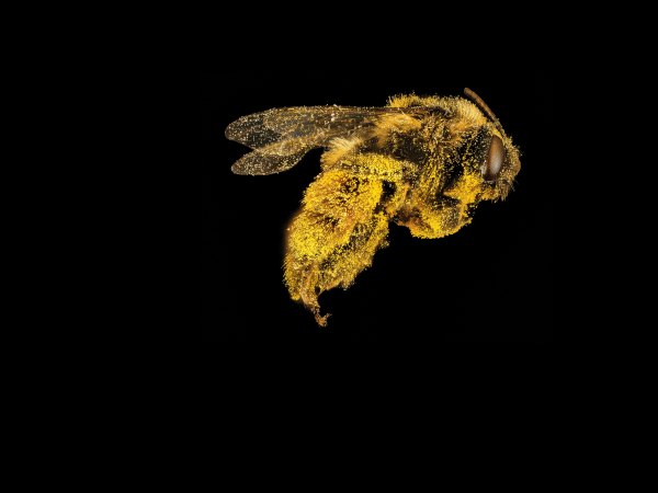 Meet The Tiniest Crop Duster