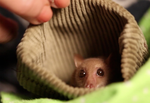 This Video Of A Blossom Bat Will Convince You That Bats Are The Cutest