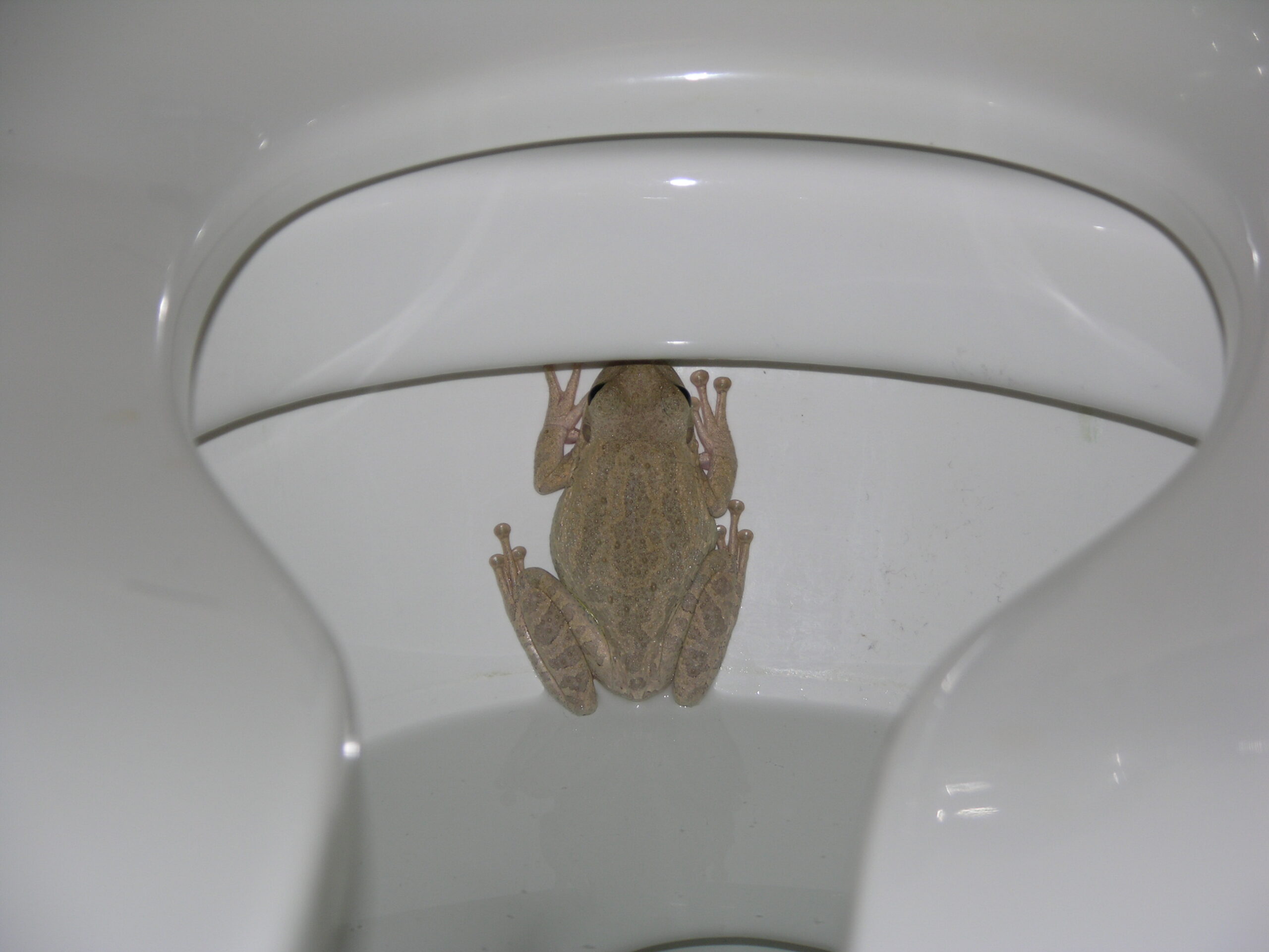 a treefrog in a toilet