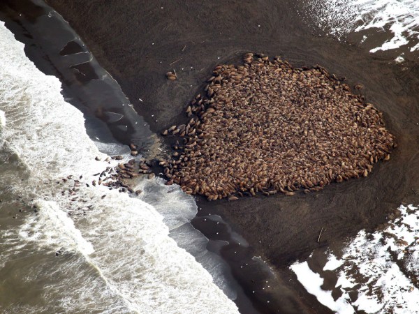 A Legion Of Walruses, Hidden Moon Valleys, And Other Amazing Images Of The Week