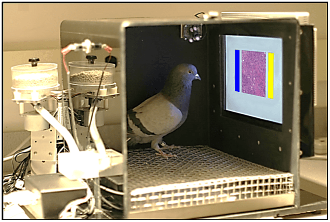 Pigeons Are Actually Pretty Good At Identifying Malignant Cancer