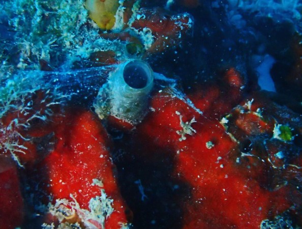 This “Spiderman” sea snail shoots webs of mucus