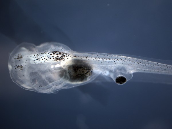 Blind tadpoles learn to see using eyeballs attached to their butts