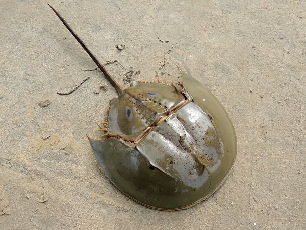 Hundreds Of Dead Horseshoe Crabs Are Washing Up In Japan