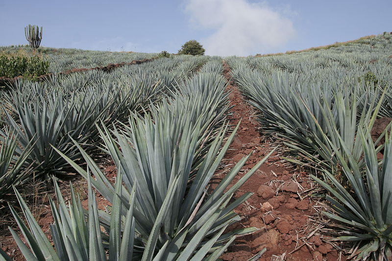 Blue Agave