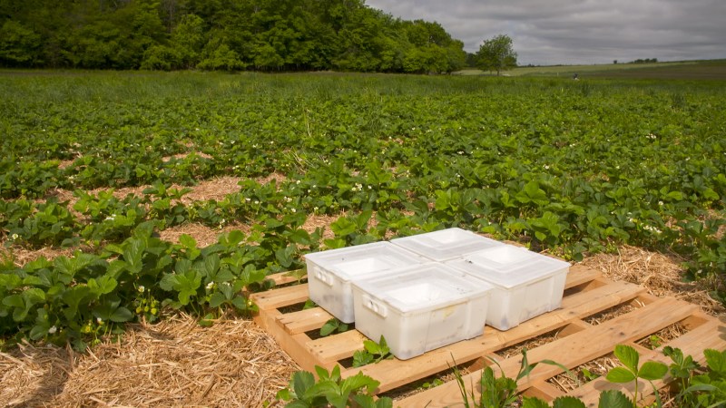 Biopesticides at organic farm