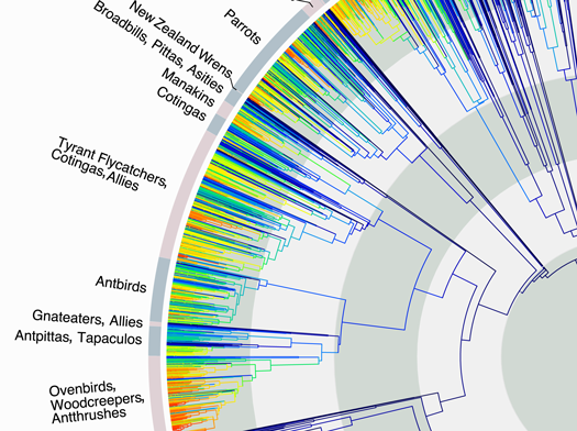 Daily Infographic: 9,993 Bird Species On One Tree (Now Zoomable!)