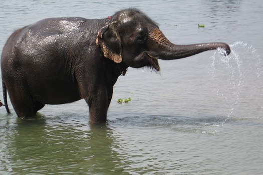 Lonely Asian Elephant Learns To Speak 5 Words In Korean