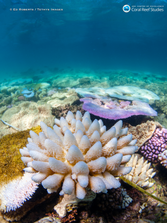 The Great Barrier Reef had a pretty terrible year
