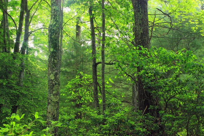 A beginner’s guide to finding wild edible plants that won’t kill you