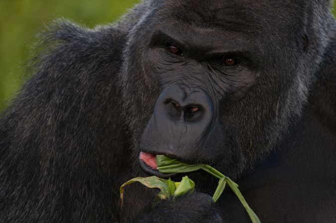 How Gorilla Poop Could Help Stop Ebola