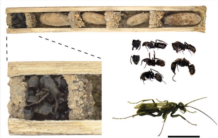 This Wasp Eats Spiders And Stacks Up Corpses Of Stinging Ants