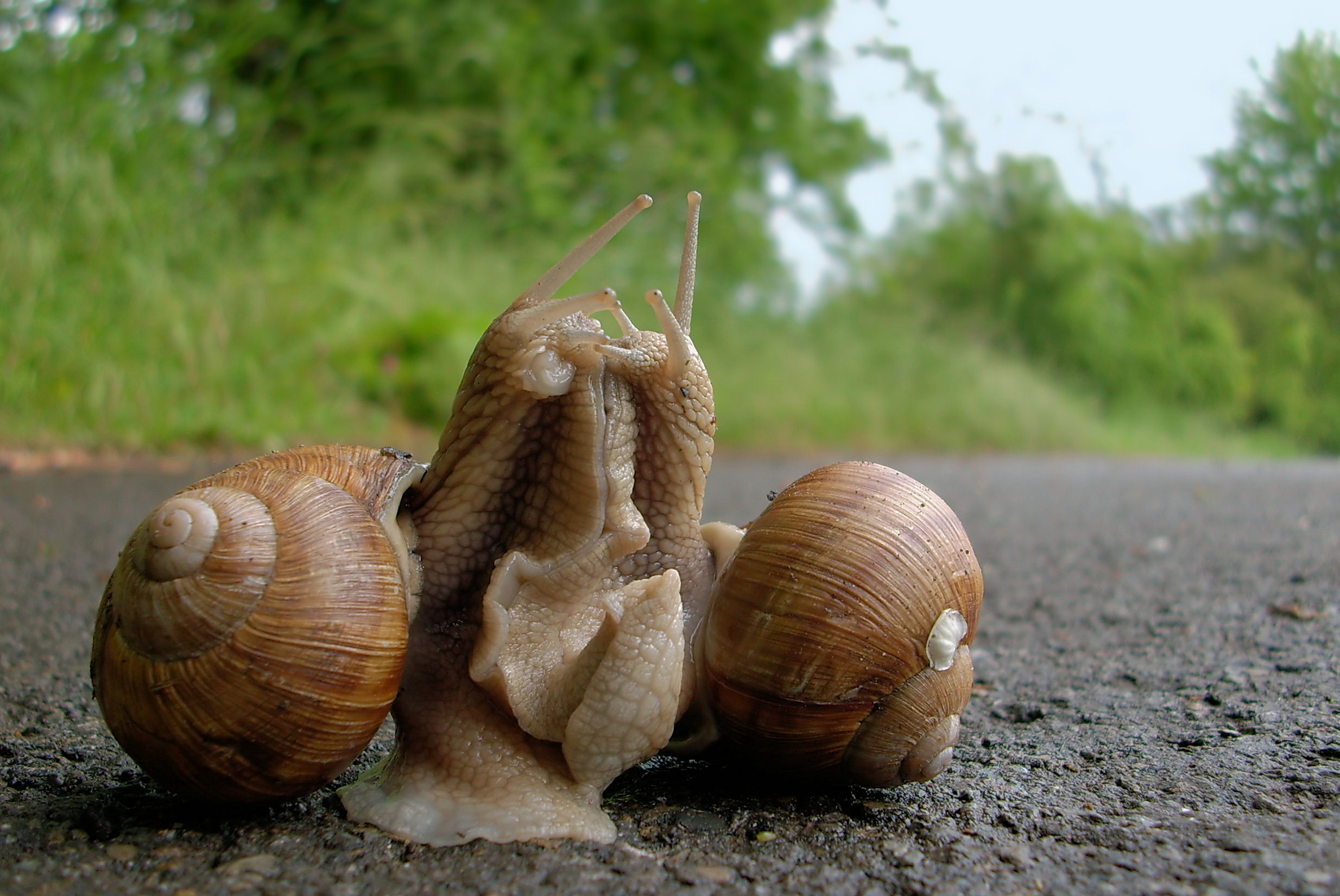 Land snails mating