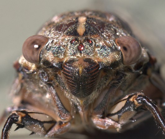 Face of a Henicopsaltria eydouxii cicada