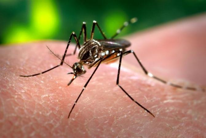 Mosquito-Borne Chikungunya Virus Arrives In Americas