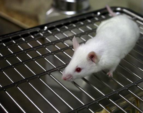 Lab Mice Are Stressed Out By Male Scientists, Which May Skew Results