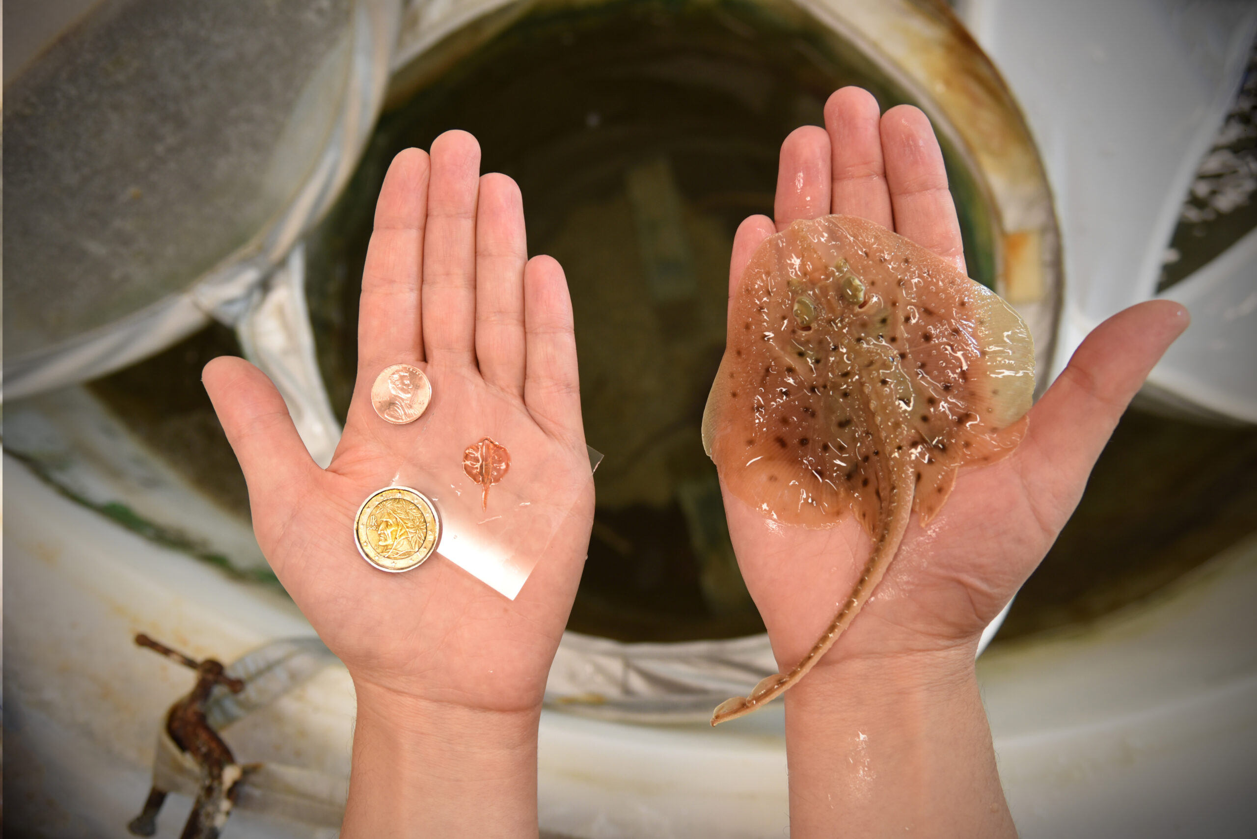 A tissue-engineered soft-robotic ray (left) and a live skate, *Leucoraja erinacea* (right).