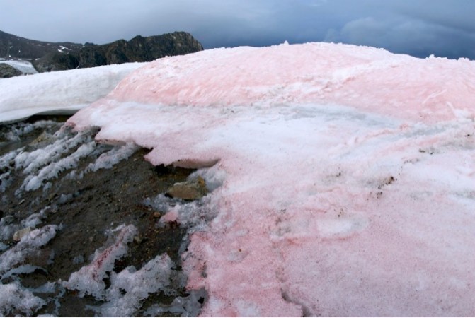 Snow Algae Is Melting Glaciers In the Arctic