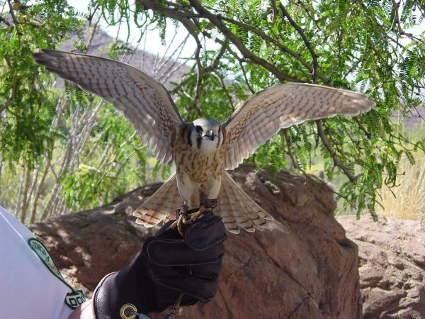 Can Birds Be Trained To Bring Down Drones?