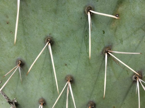 Prickly pear cactus spines closeup