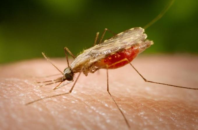 World’s First Malaria Vaccine Takes Another Step Forward