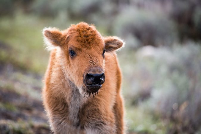 Baby Bison Euthanized After Tourists Put It In Their Car