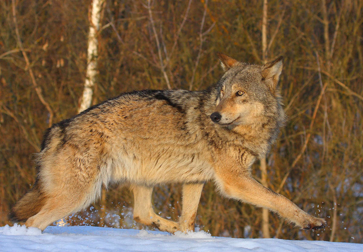 Eurasian gray wolf walking in the snow
