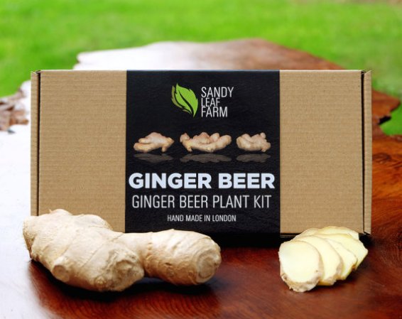  DIY ginger beer