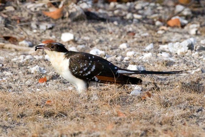 ‘Mafia’ Cuckoos Rule By Fear, Foisting Young On Other Birds