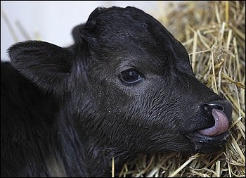 Spanish Scientists Clone First Bull for Fighting