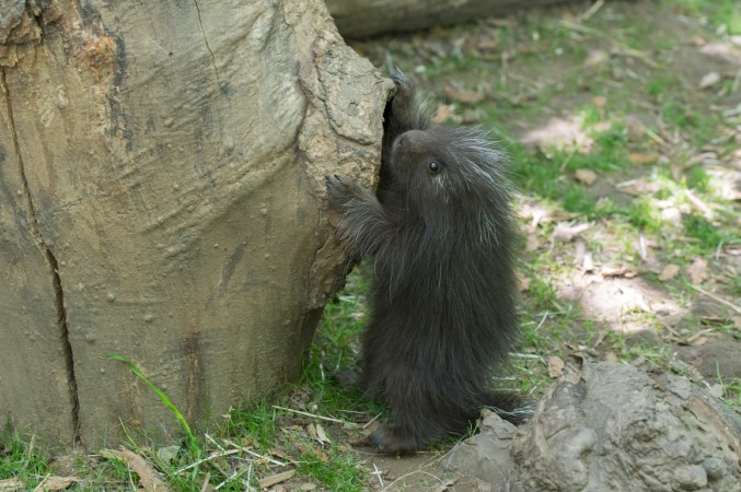 Baby Porcupine on Exhibit at Bronx Zoo