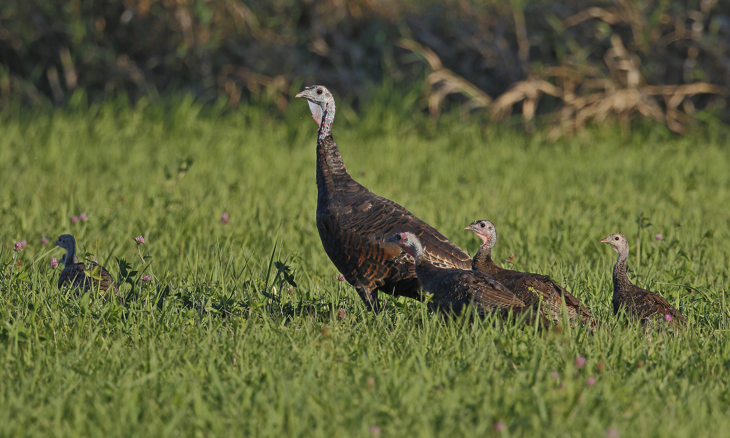 turkey hen