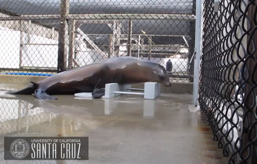 This Sea Lion Is The First Non-Human Mammal That Can Keep A Beat On Its Own