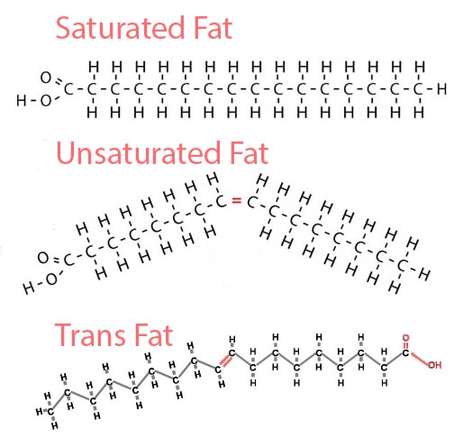 molecular fat structure