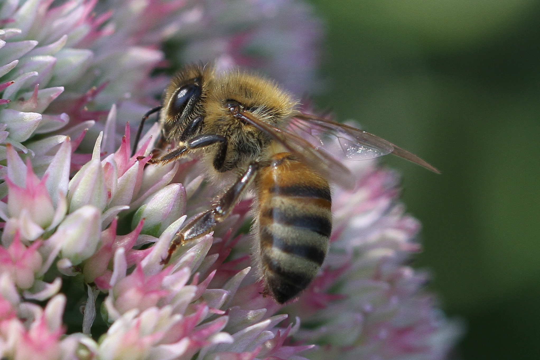 bee on flower