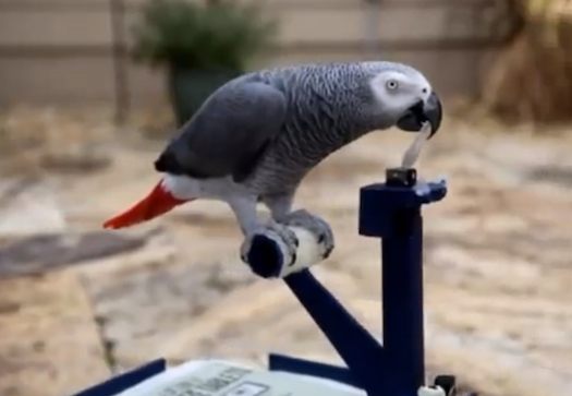 Watch This Parrot Drive A Parrot-Sized Robot Car