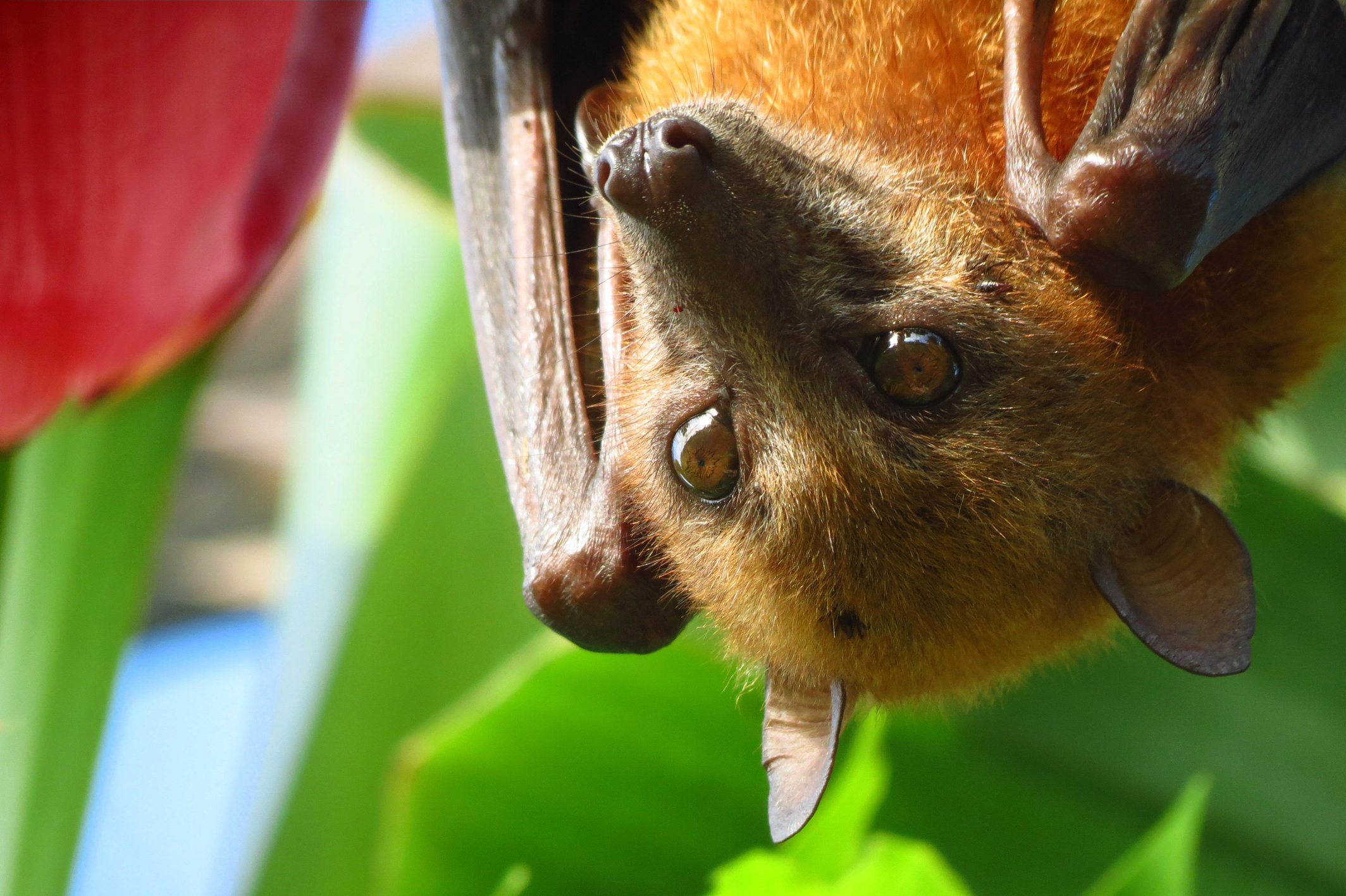 bat hanging upside down