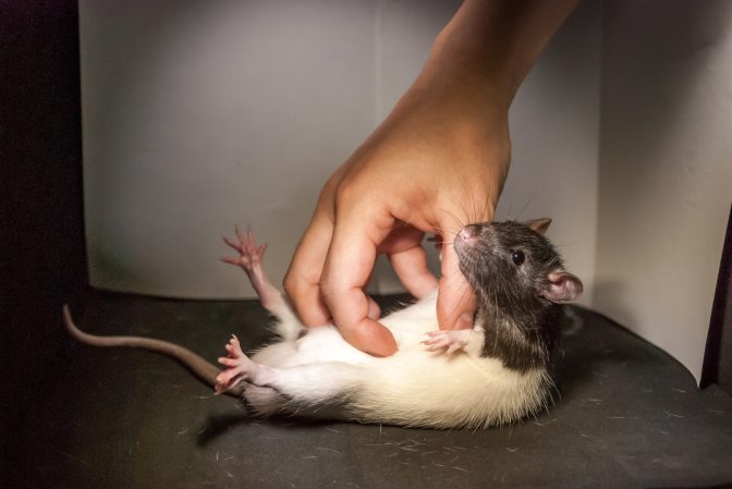 Rats are more ticklish when you catch them in a good mood
