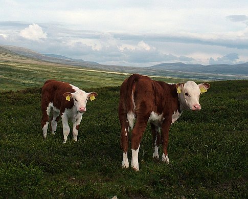 Animals in Alignment