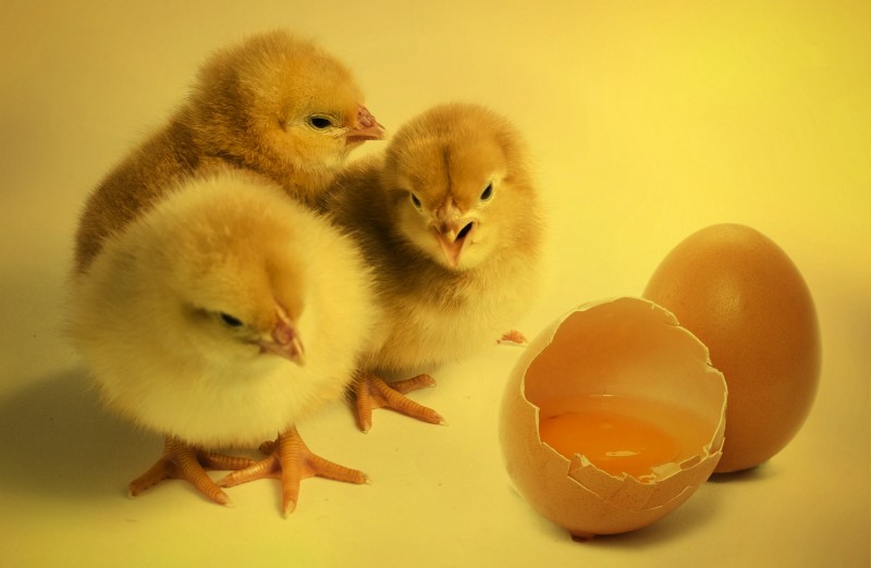 Chicken egg whites are “inexpensive and inexhaustible” as a clean energy resource, says researcher Hiroyasu Tabe.
