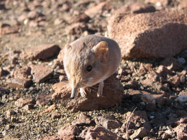 photo of a small elephant shrew